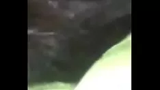 Putar Sepupu penuh tapak saya dan saya panax quinquefolius