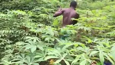 Redare Îmi iau dracu cu femeia mea căsătorită, bătătoarea lumii, la plantația de manioc, cu mantie în față