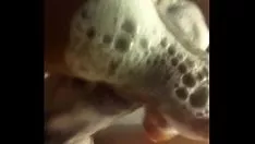 Reproducir Desbloqueo del placer del ego