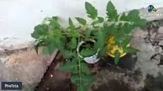 تشغيل محاضرة طماطم